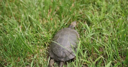 Schildkröte, die durch grünes Gras davonläuft