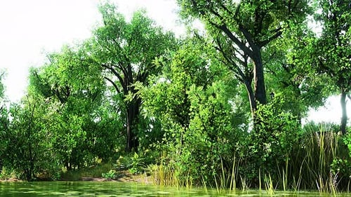 Summer Green Forest Pond Landscape