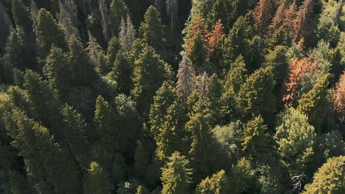 Dense Coniferous Forest Overhead View