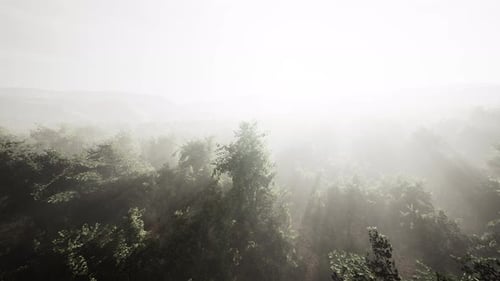Fog Envelops the Mountain Forest