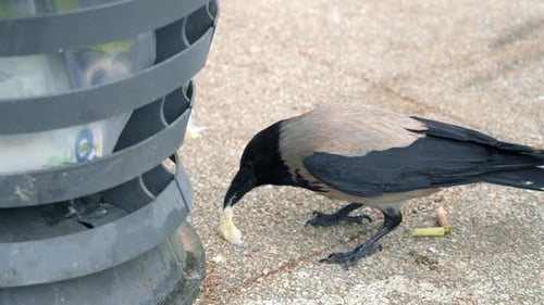 Eine Krähe, die aus dem Müll isst