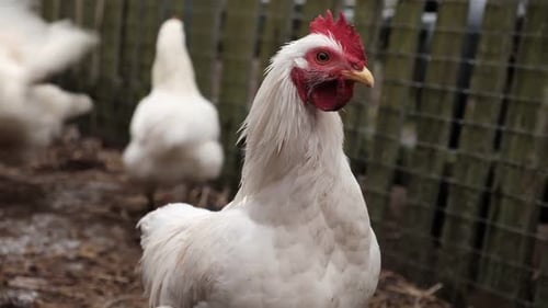 White Chickens Roaming in Outdoor Rural Pen
