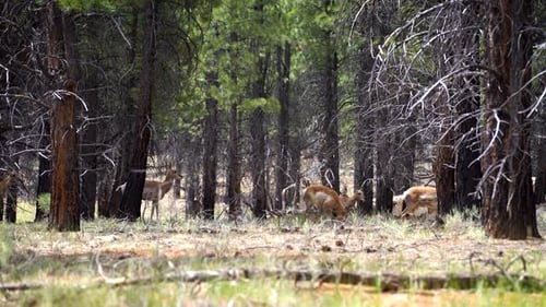 Mule Deer herd grazing in Bryce Canyon forest, Utah