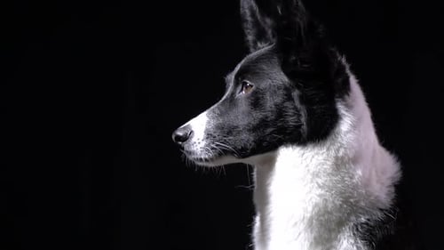 Beautiful dog is sitting and looking around the studio, black background, close up
