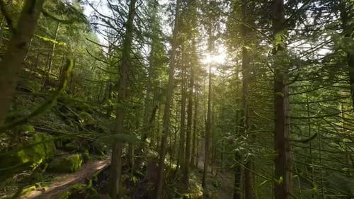 Smooth Flight Between the Trees Close to Branches in a Fabulous Spring Forest