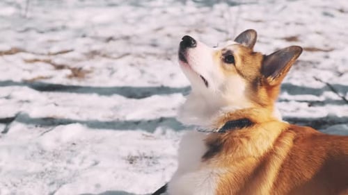 Close-up A small Pembroke Welsh Corgi puppy walks in the snow with his owner on a sunny winter day.
