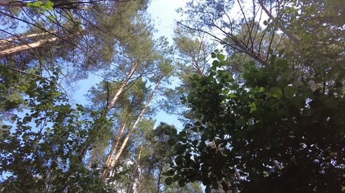 Walking Through the Forest in Summer View Looking Up