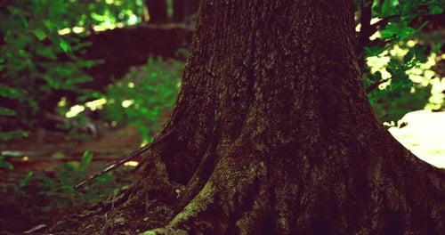Majestic Tree Trunk Stands Proudly in a Dense Forest During Golden Hour