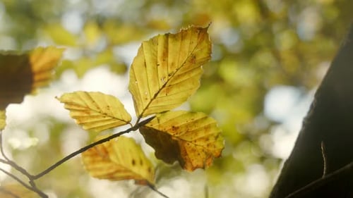 Autumn Leaves Hanging from Branches in Sunlight