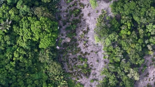 Vue aérienne par drone d'arbres abattus à la lisière de la forêt