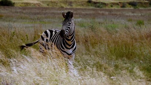 A zebra standing in a meadow with a light breeze