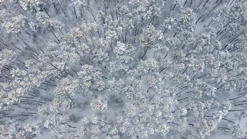 A lonely man himself in the forest walks along a path in a snowy forest.