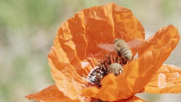 Honey bee on orange poppy flower collecting nectar pollen on spring ...