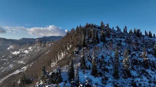 Aerial view of a frozen forest with snow covered trees at winter. Flight above beautiful snowy mount