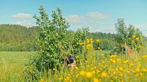 A Man is Gardening Behind Leafy Bushes in a Sunny Field Filled With Yellow Wildflowers - Static Shot