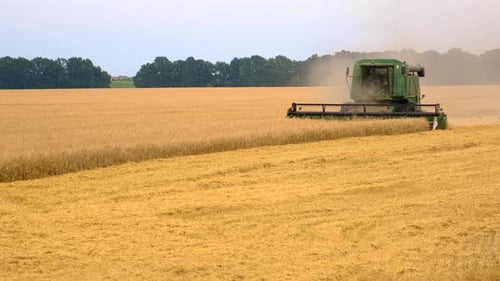 Harvester Harvests Wheat on the Field Selective Focus