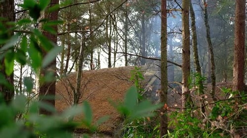 Old rustic woodland thatched roof hut in secluded forest wilderness with smoking chimney.
