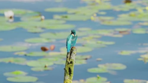 Vue au ralenti du martin-pêcheur en Frise, aux Pays-Bas, perché au-dessus d'un étang avec des nénuphars en arrière-plan