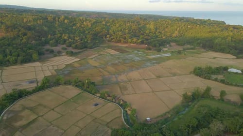 Beautiful Extreme Wide Shot of Rice Fields Aerial Drone 4k