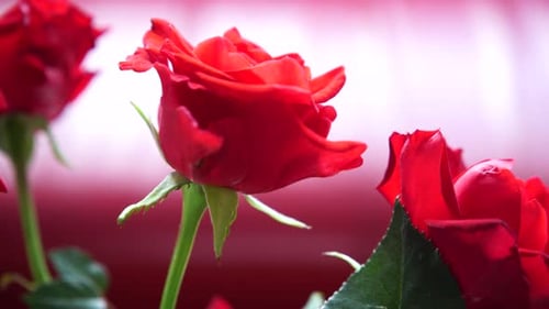 Bouquet de fleurs de roses rouges