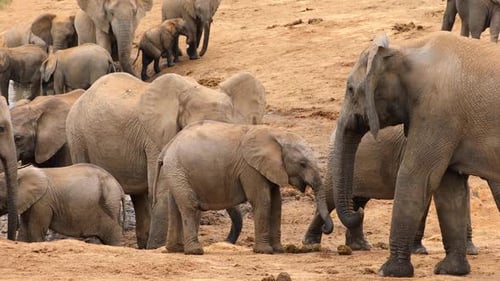 African Elephant Herd At A Waterhole, South Africa