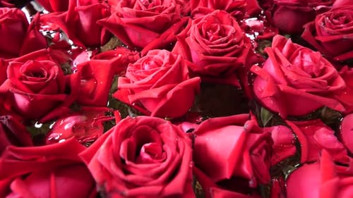 Bunch of Beautiful Fresh Blooming Red Roses, Close Up