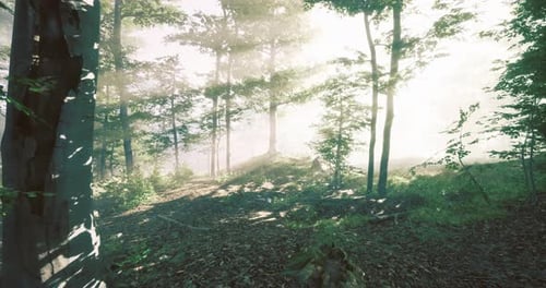 Sunlight Filters Through Trees in a Serene Forest Setting During Morning Hours