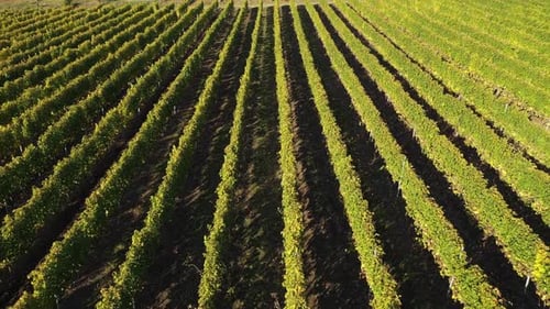 Rows in a vineyard during harvesting time aerial view by drone