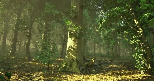 Sunlight Streams Through Trees in a Peaceful Morning Forest