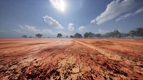 Desert Trees in Plains of Africa Under Clear Sky and Dry Floor