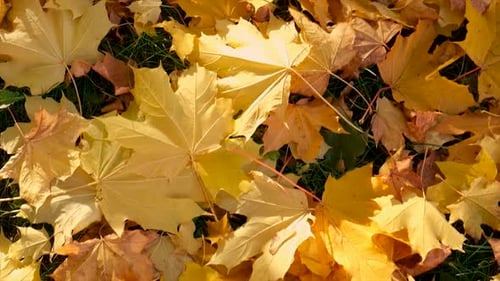 Golden Maple Leaves Cover Forest Floor in Autumn