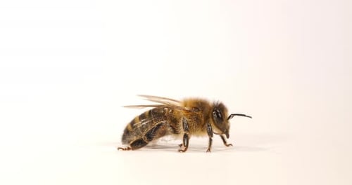 European Honey Bee, apis mellifera, Black Bee against White Background, Normandy in France
