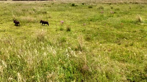 African warthogs run over lush grassy field with tails up, aerial tracking