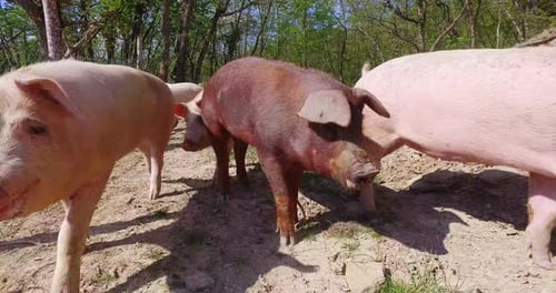 On the farm, group beautiful pigs (pink, brown) were let out for a walk along factory. The concept