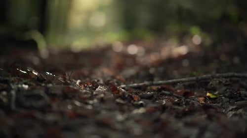 Close up shot of leaves on the ground to a sunlit forest scenery during golden hour