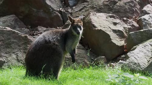 Känguru Wallabia bicolor sitzt auf Gras in der Natur