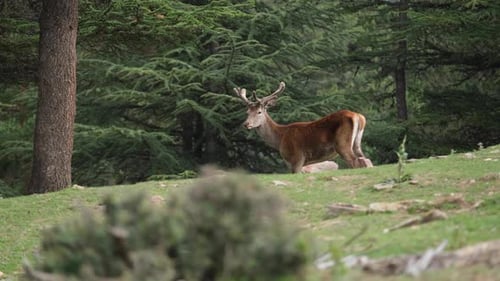 Hirsch ruht auf dem Bauernhof