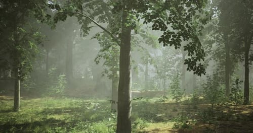 Beautiful Forest Landscape with Mist and Sunlight Filtering Through Trees
