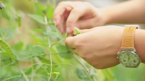 Harvesting Fresh Green Peas from the Garden