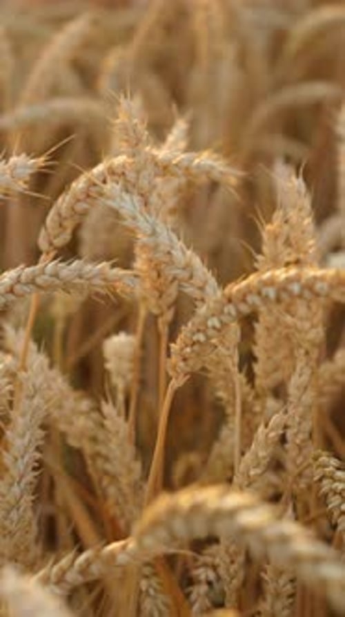 Wheat Field at Sunset Ears of Wheat Close Up Harvest and Harvesting Concept Vertical Video
