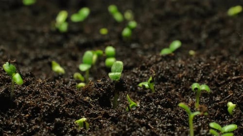 Tiny Green Sprouts Emerging From Dark Soil