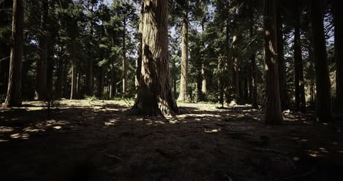 Light Filtering Through Towering Trees in a Serene Forest Setting