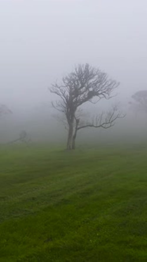 Trees and Meadows in Fog and Haze Sri Lanka
