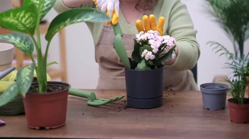 Woman Potting Pink Flowers at Home