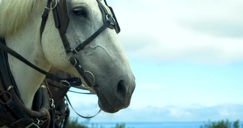 Two Beautiful Horses with Coastline Behind Adventure