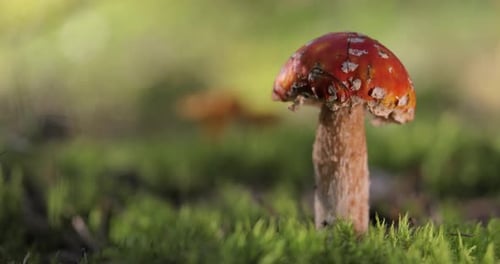 Fly agaric Mushroom In a forest.