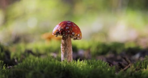 Fly agaric Mushroom In a forest.