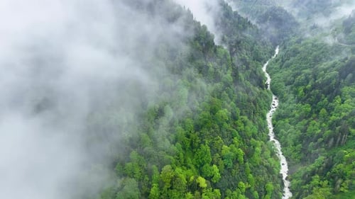 Smoke in the Forest