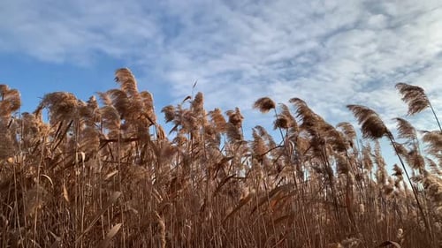 Golden Reeds Swaying in the Wind on Sunny Day