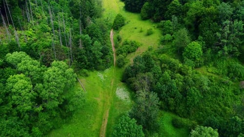 Aerial View of Narrow Dirt Trail Winding Through Dense Green Forest and Grassy Clearing in Remote Wi